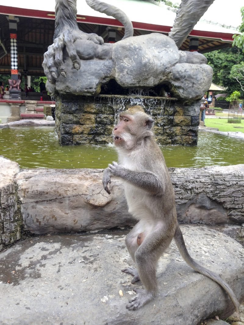 Monkey at Alas Kedaton