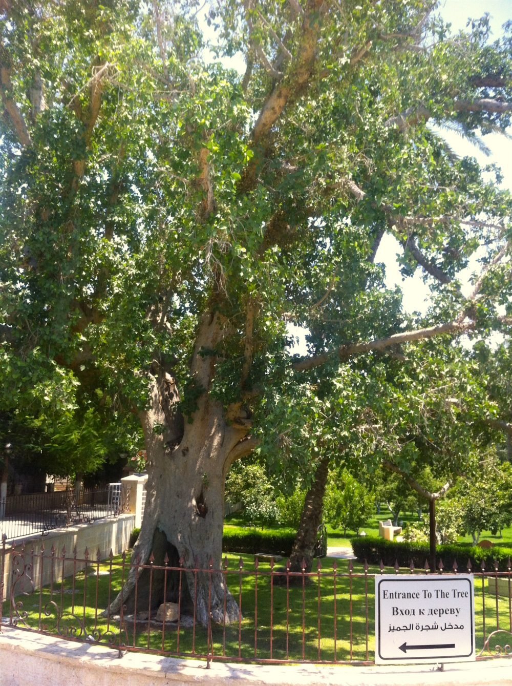 Zaccheus Tree in Jericho