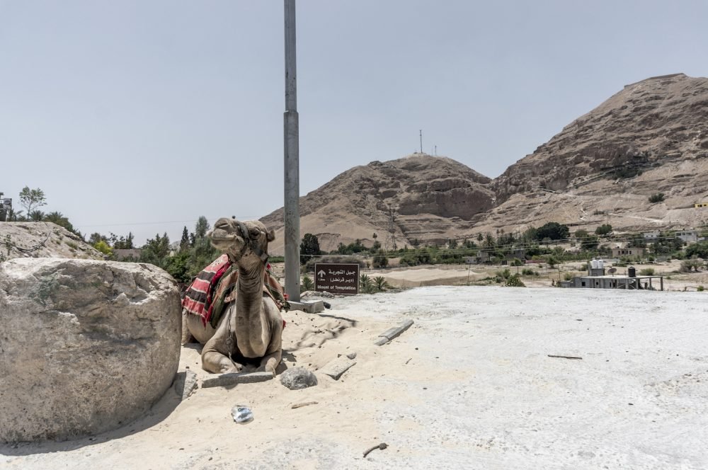 Camel at Mount of Temptation Jericho