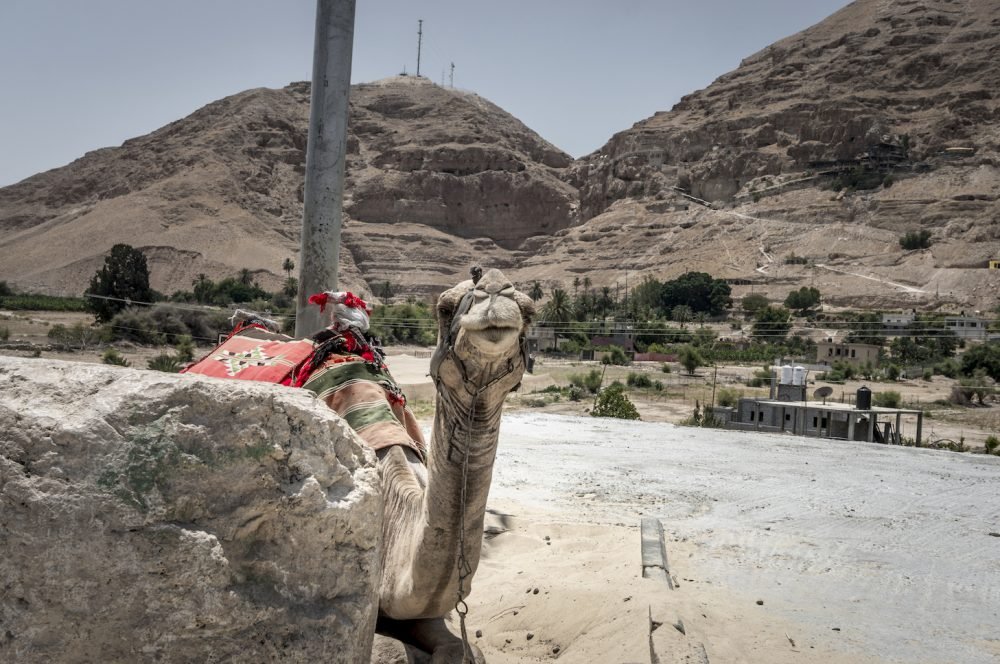 Camel in Jericho